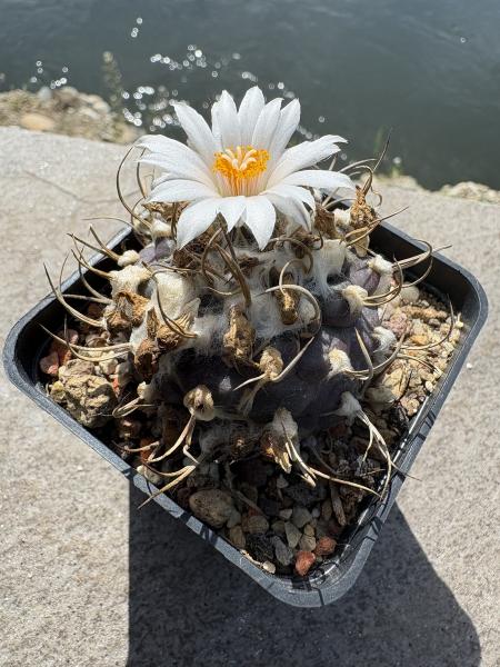 Turbinicarpus frailensis